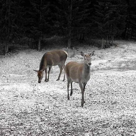 Appartamento Resman Trsce