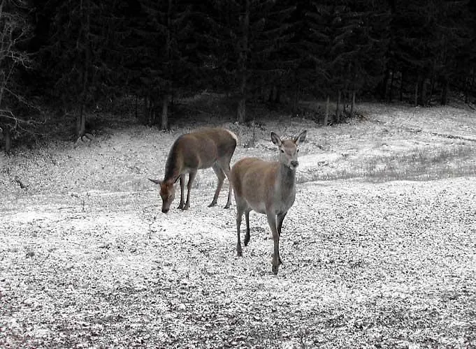 Apartamento Resman Trsce